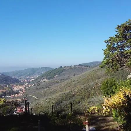 I Pini E Il Ciliegio * Pale