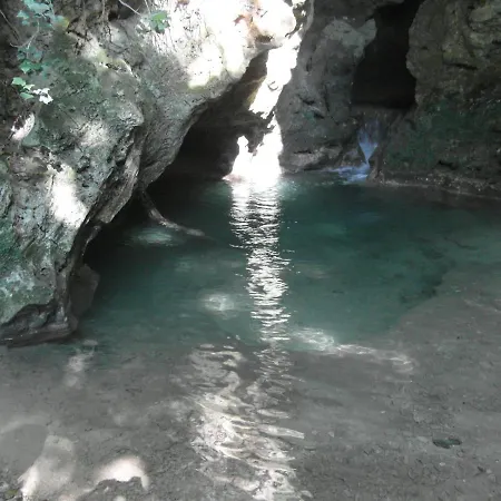 I Pini E Il Ciliegio