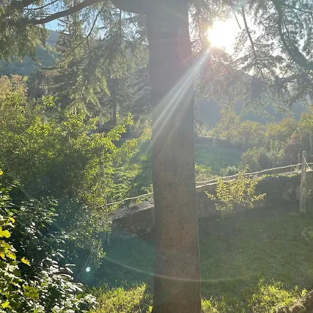 I Pini E Il Ciliegio Pale