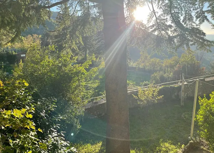 I Pini E Il Ciliegio Pale